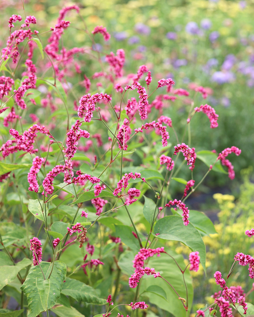 Bluehende Pflanze Orientalischer Knöterich 'Cerise Pearls' Persicaria orientalis aus der Gartenzauber-Saatgutserie