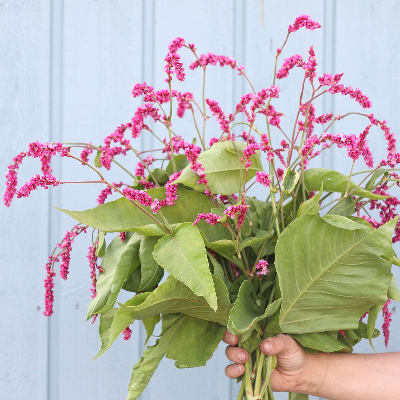 Bluehende Pflanze Orientalischer Knöterich 'Cerise Pearls' Persicaria orientalis aus der Gartenzauber-Saatgutserie