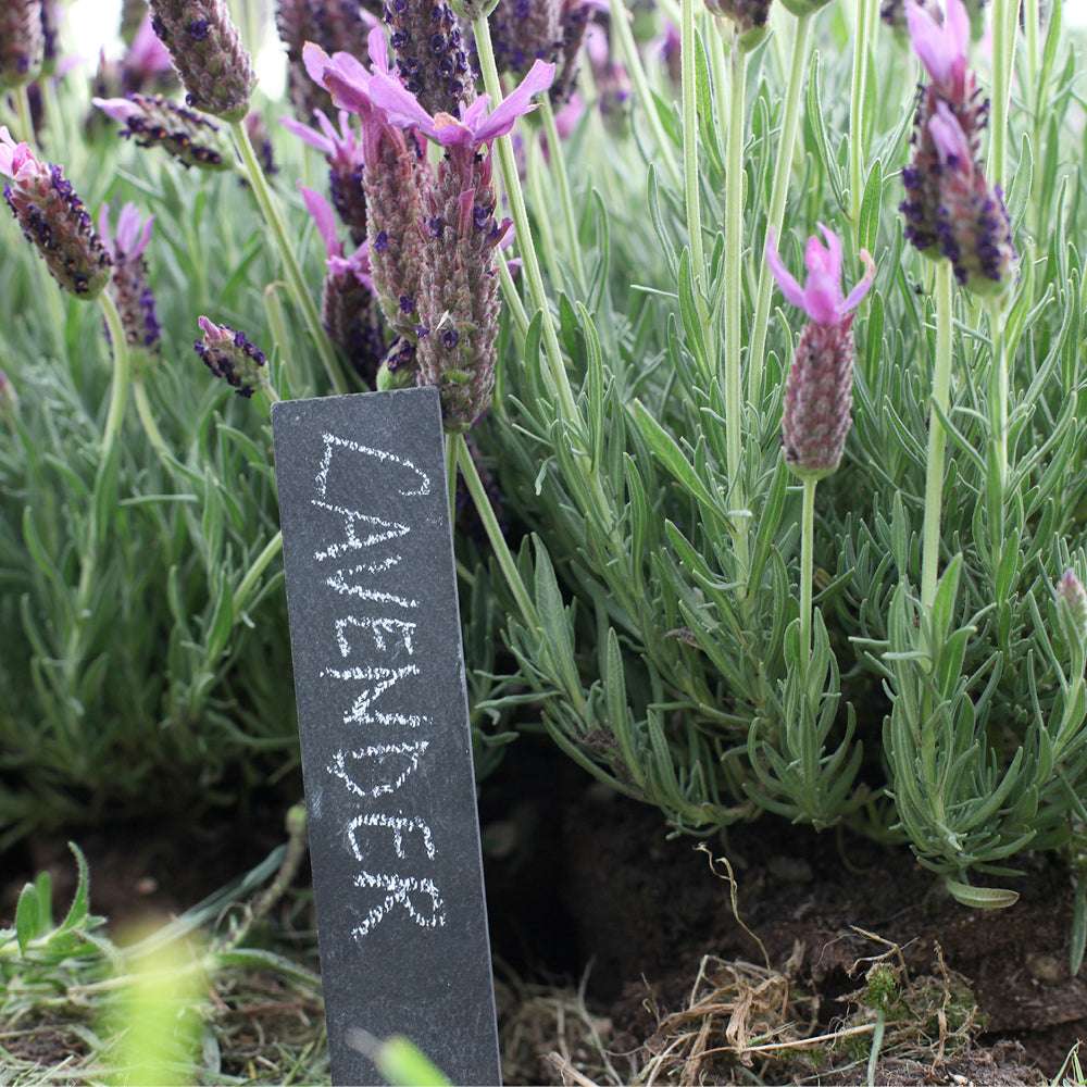 Pflanzschilder aus Schiefer im Beet mit Lavendel – wetterfeste Pflanzetiketten 6er Set von Gartenzauber