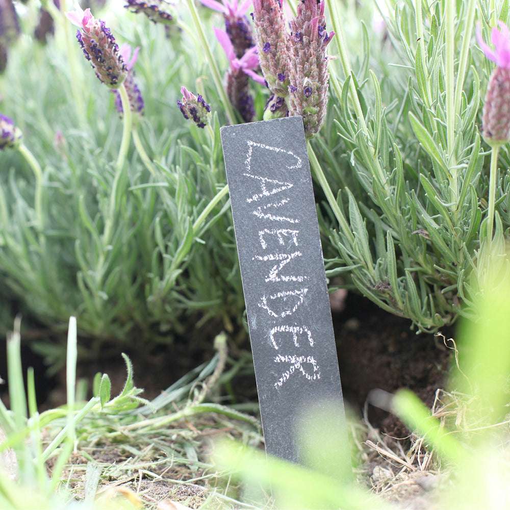 Pflanzschilder aus Schiefer im Beet mit Lavendel – wetterfeste Pflanzetiketten 6er Set von Gartenzauber