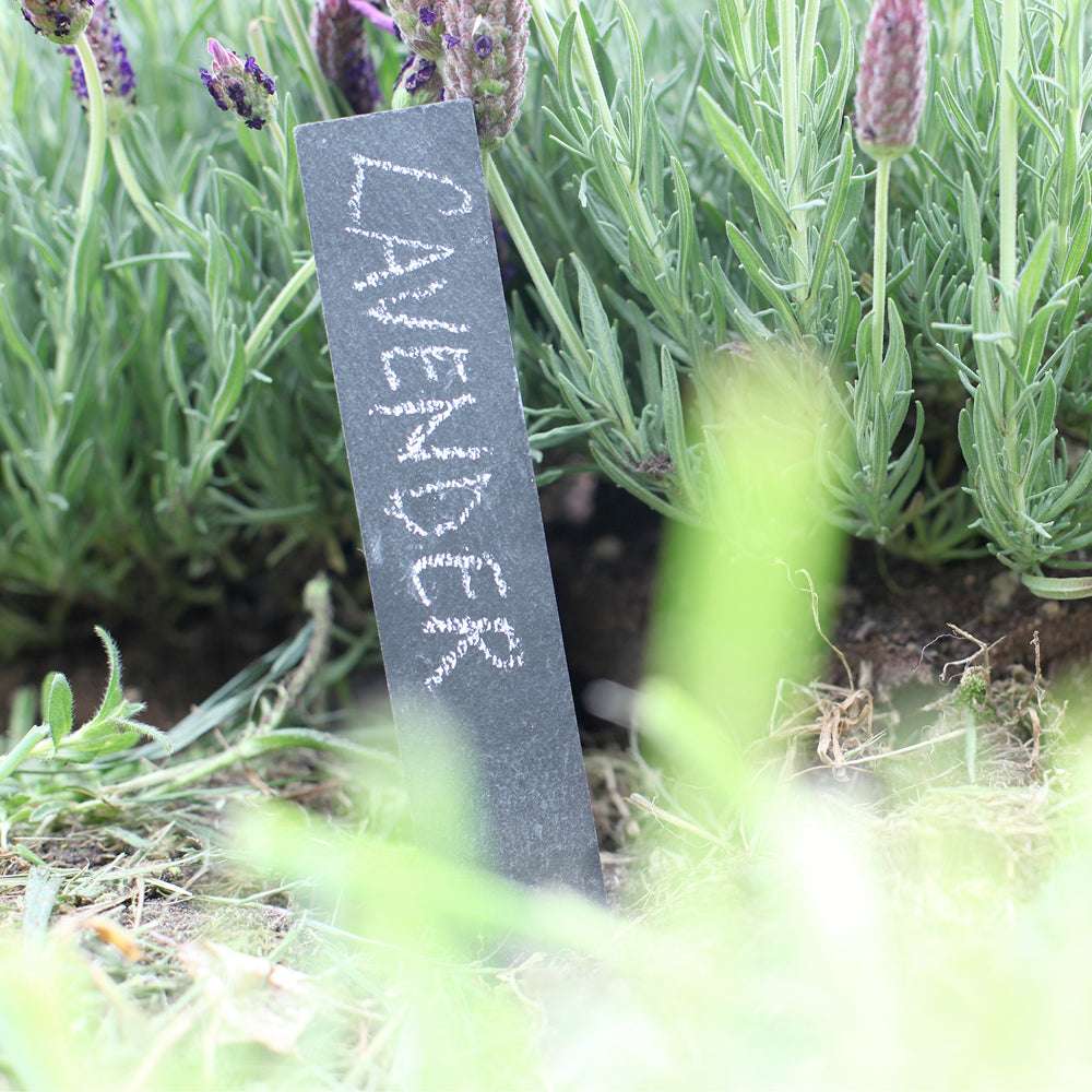 Pflanzschilder aus Schiefer im Beet mit Lavendel – wetterfeste Pflanzetiketten 6er Set von Gartenzauber