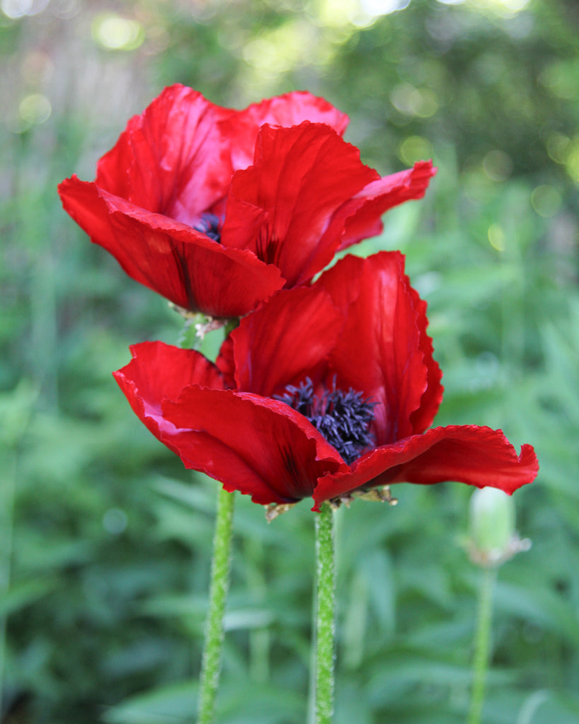 Nahaufnahme von zwei riesigen, leuchtend roten Blüten des Orientalischen Mohns (Papaver orientale ‘Beauty of Livermere’) mit dunklem Zentrum.