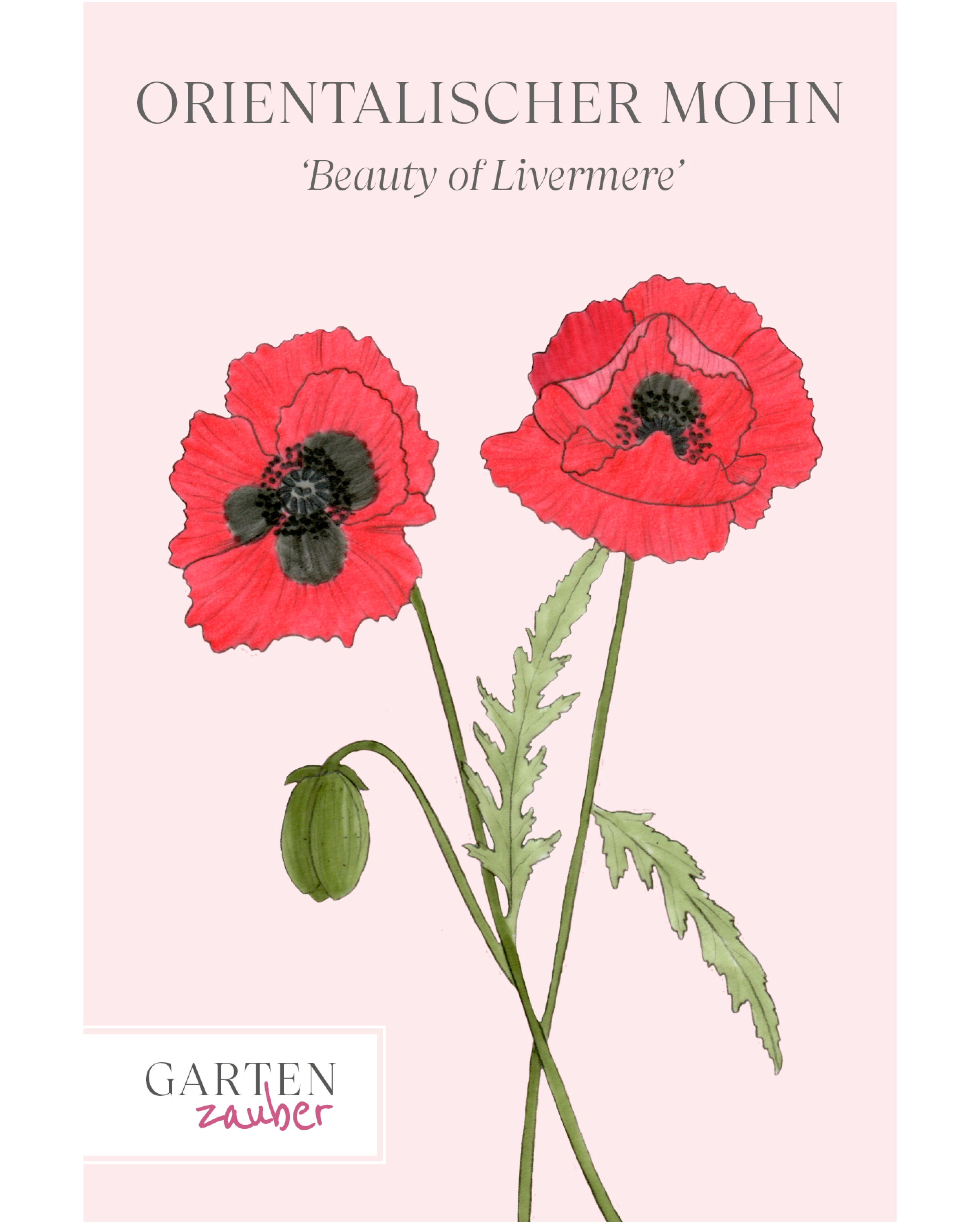 Vorderseite der Saatguttüte Orientalischer Mohn ‘Beauty of Livermere’ – Papaver orientale mit handgezeichneter Illustration der riesigen, leuchtend roten Blüten mit dunklem Zentrum aus der Gartenzauber-Saatgutserie.