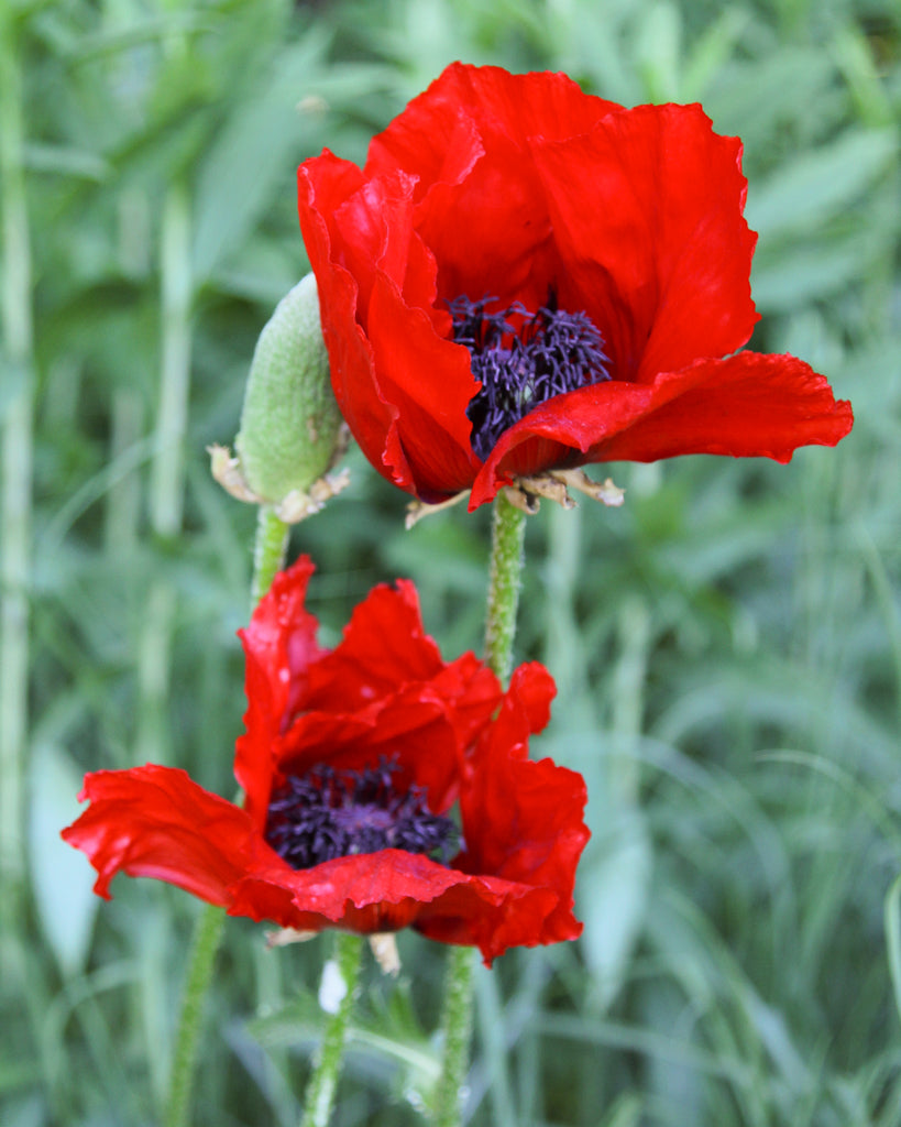 Nahaufnahme von zwei riesigen, leuchtend roten Blüten des Orientalischen Mohns (Papaver orientale ‘Beauty of Livermere’) mit dunklem Zentrum.