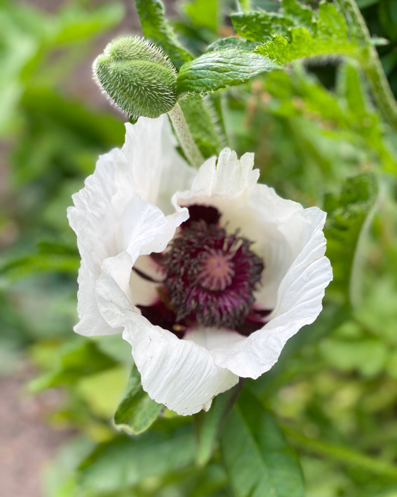Nahaufnahme einer großen, schneeweißen Blüte des Orientalischen Mohns (Papaver orientale ‘Royal Wedding’) mit dunklem Zentrum.