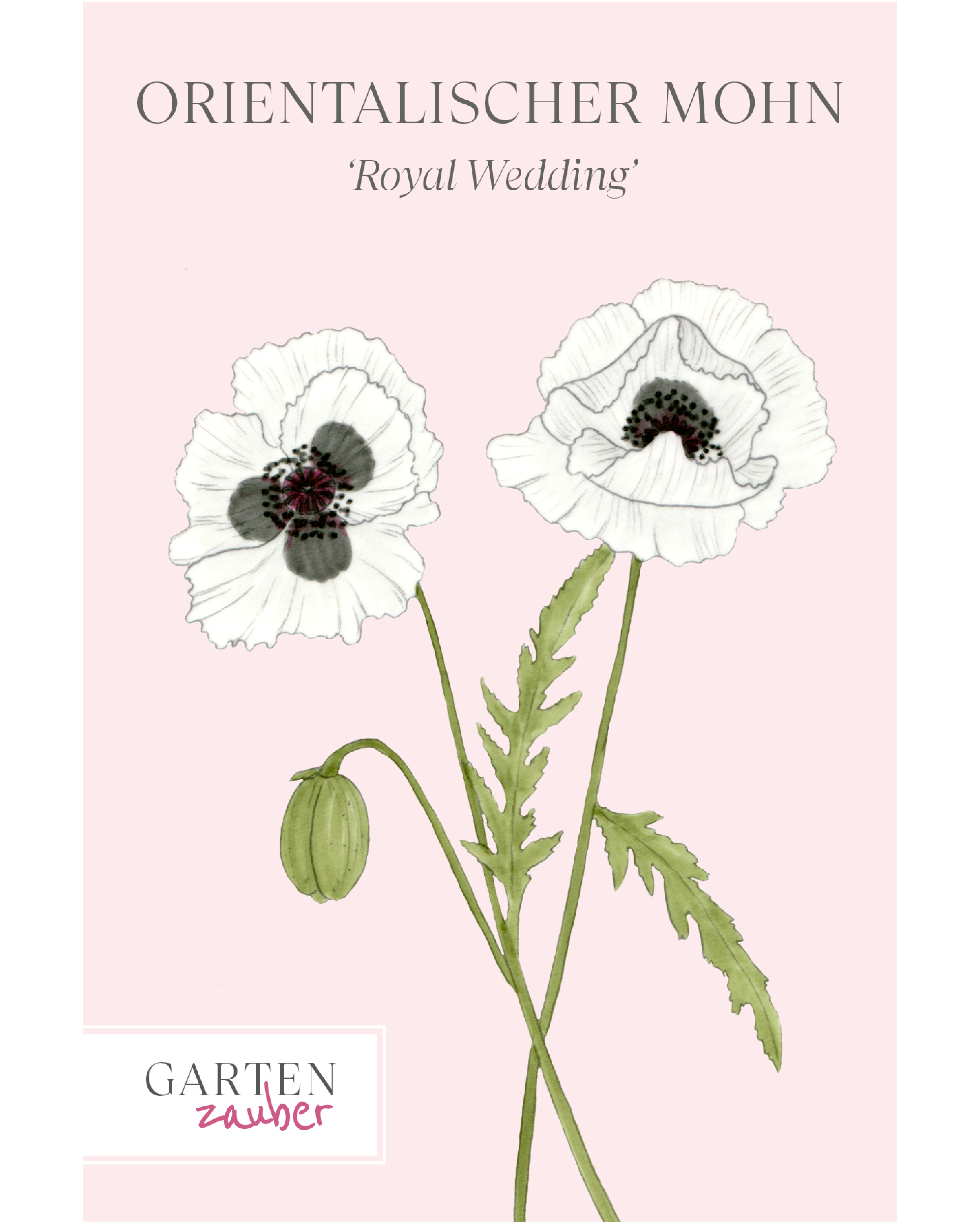 Vorderseite der Saatguttüte Orientalischer Mohn ‘Royal Wedding’ – Papaver orientale mit handgezeichneter Illustration der großen, schneeweißen Blüten mit dunklem Zentrum aus der Gartenzauber-Saatgutserie.