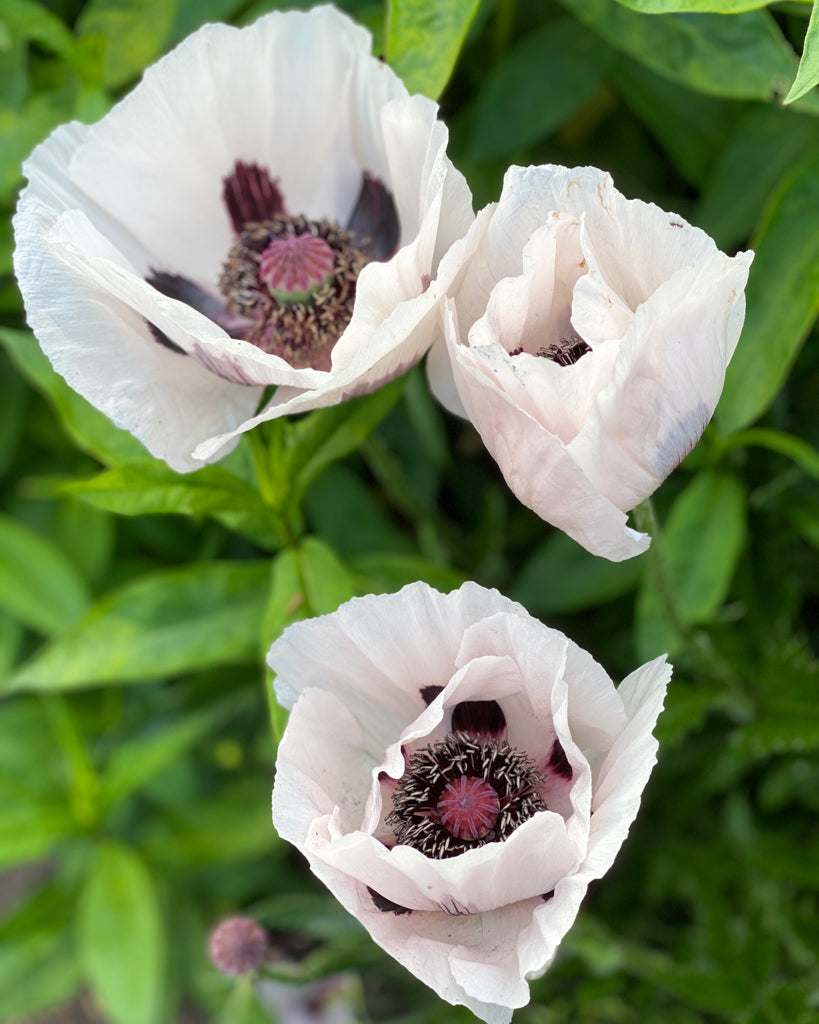 Mehrere große, schneeweiße Blüten des Orientalischen Mohns (Papaver orientale ‘Royal Wedding’) mit dunklem Zentrum blühend im Gartenbeet.