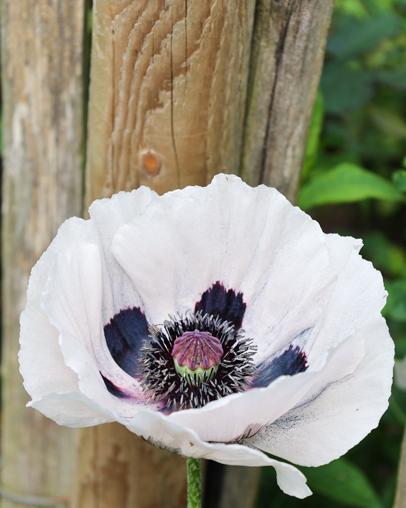 Nahaufnahme einer großen, schneeweißen Blüte des Orientalischen Mohns (Papaver orientale ‘Royal Wedding’) mit dunklem Zentrum.
