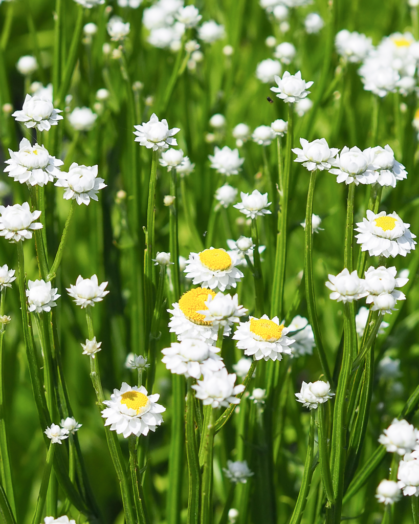Mehrere kleine weiße Blütenköpfe des Papierknöpfchens (Ammobium alatum) blühend im Gartenbeet.