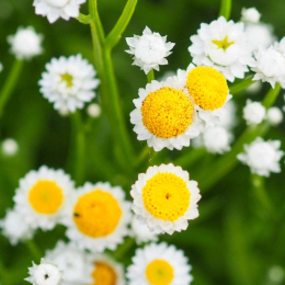 Bluehende Pflanze Papierknoepfchen - Ammobium alatum aus der Gartenzauber-Saatgutserie