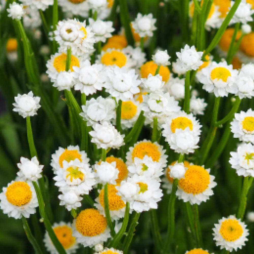 Bluehende Pflanze Papierknoepfchen - Ammobium alatum aus der Gartenzauber-Saatgutserie