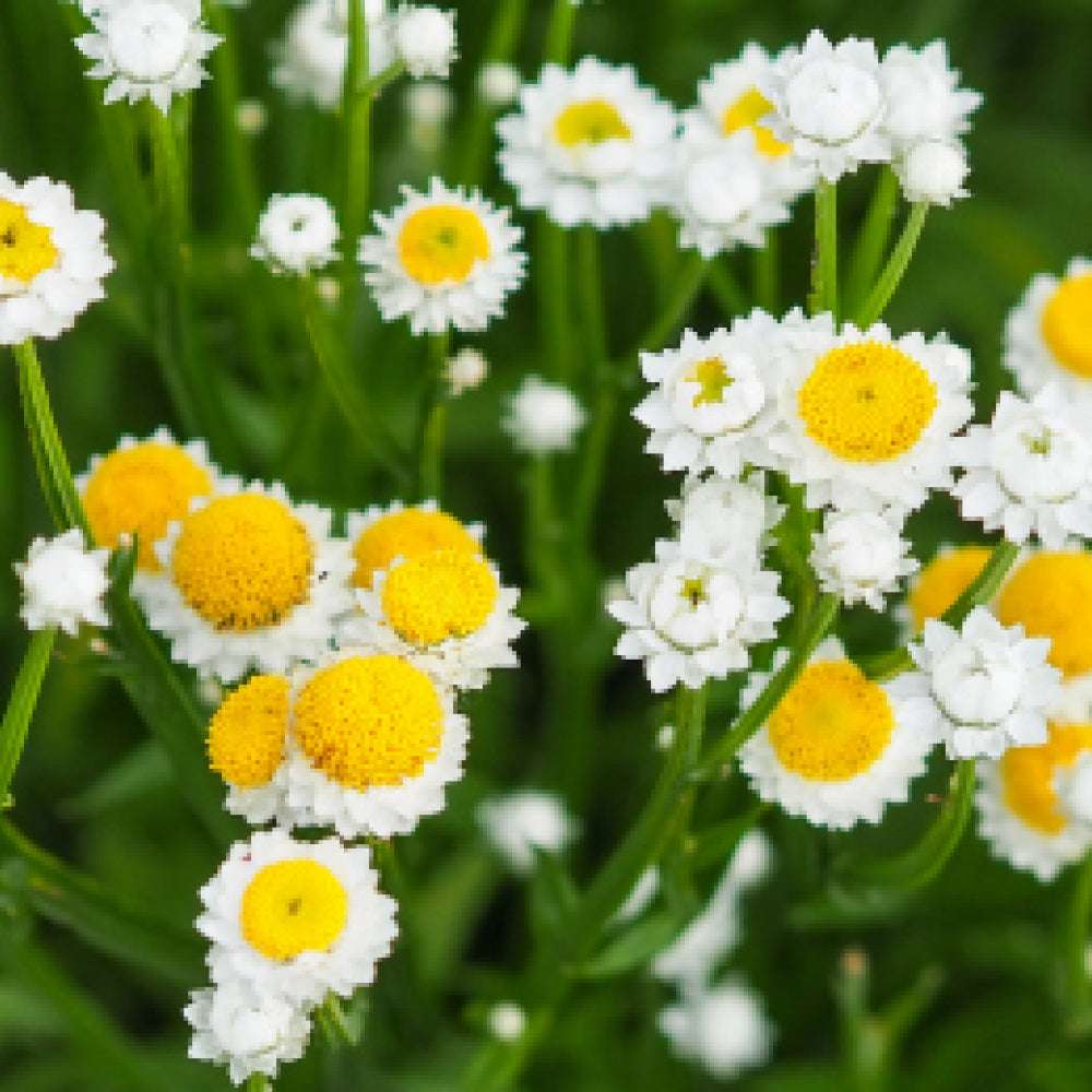 Bluehende Pflanze Papierknoepfchen - Ammobium alatum aus der Gartenzauber-Saatgutserie