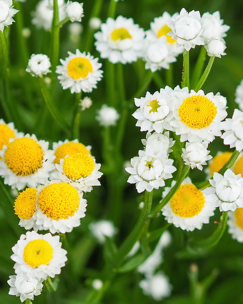 Mehrere kleine weiße Blütenköpfe des Papierknöpfchens (Ammobium alatum) blühend im Gartenbeet.
