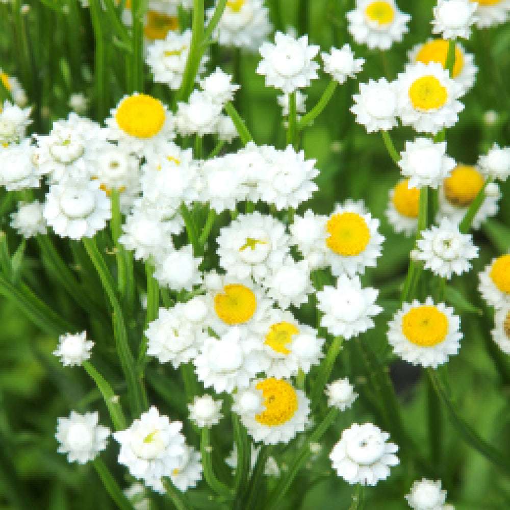 Bluehende Pflanze Papierknoepfchen - Ammobium alatum aus der Gartenzauber-Saatgutserie