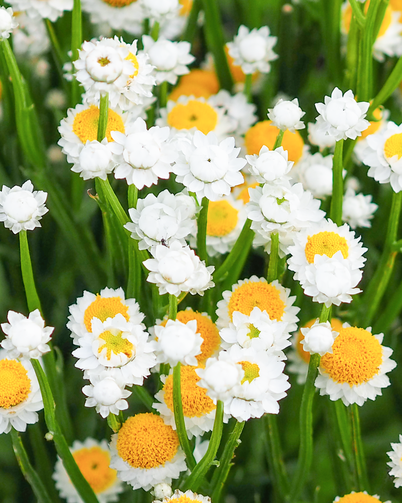 Mehrere kleine weiße Blütenköpfe des Papierknöpfchens (Ammobium alatum) blühend im Gartenbeet.