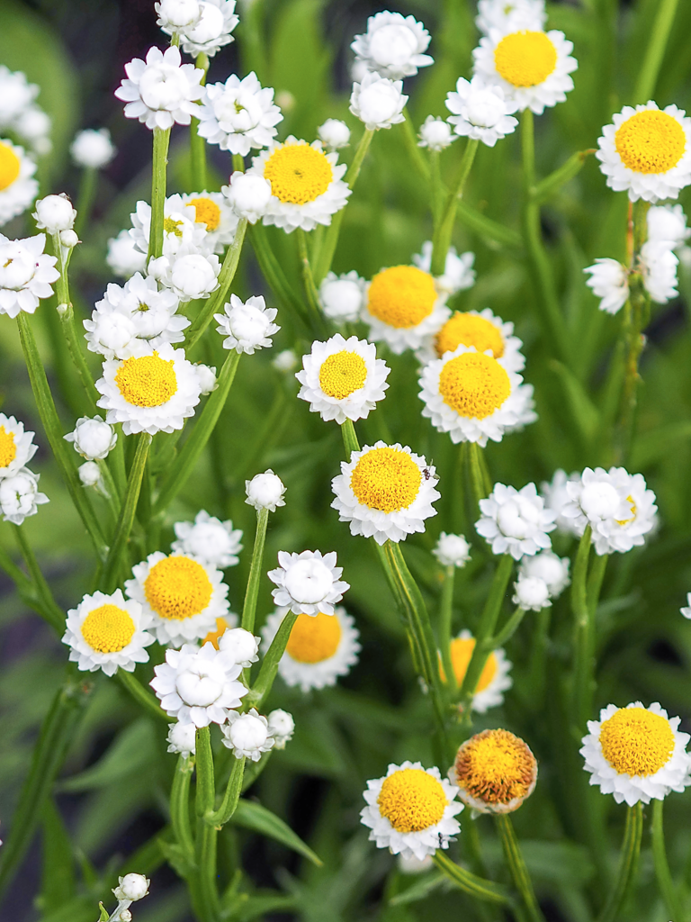 Mehrere kleine weiße Blütenköpfe des Papierknöpfchens (Ammobium alatum) blühend im Gartenbeet.