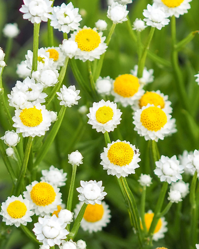 Bluehende Pflanze Papierknoepfchen - Ammobium alatum aus der Gartenzauber-Saatgutserie