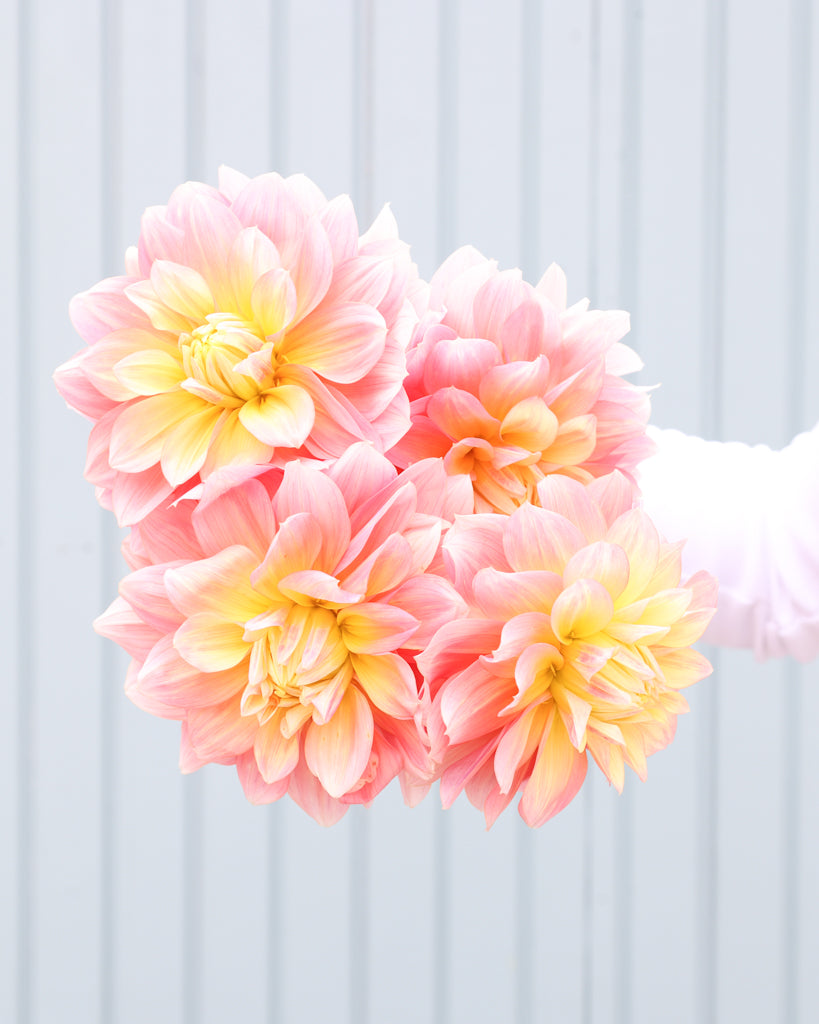 Ein Dahlienstrauß der Sorte Peaches and Dreams vor einem hellblauen HIntergrund.