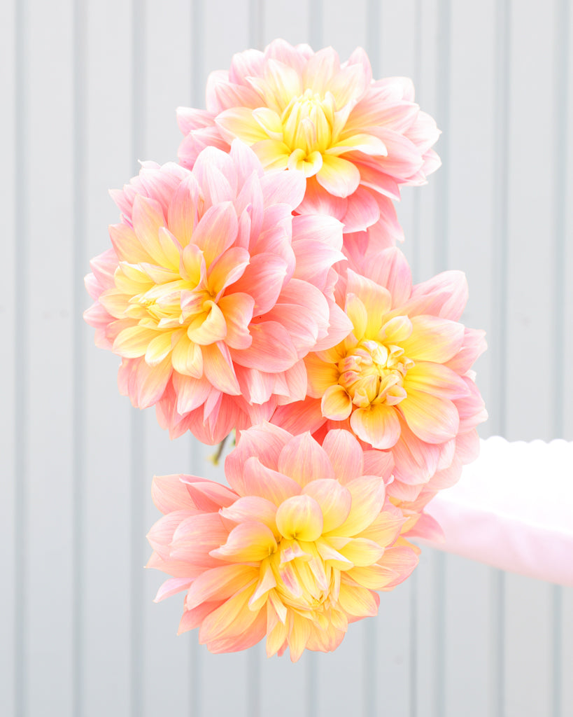 Ein Dahlienstrauß der Sorte Peaches and Dreams vor einem hellblauen HIntergrund.