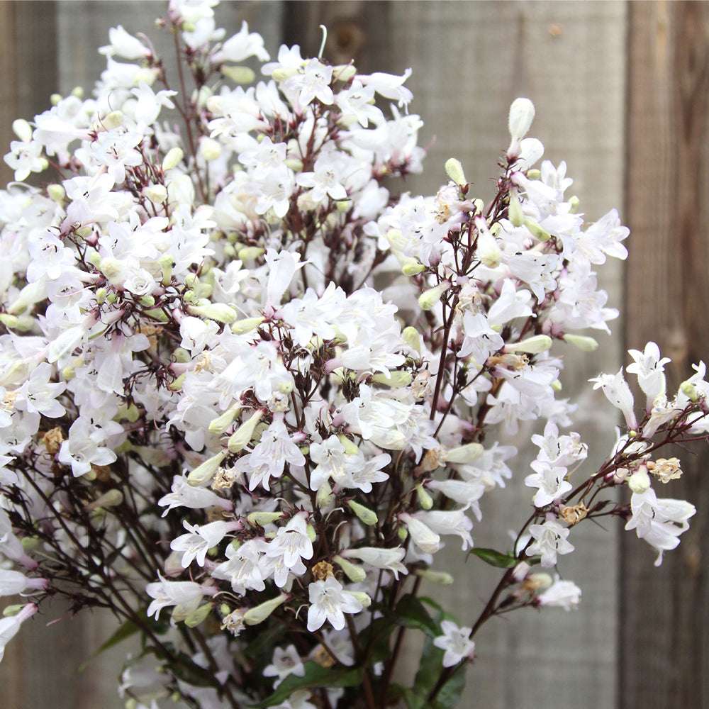 Bluehende Pflanze Bartfaden 'Husker Red' Penstemon digitalis aus der Gartenzauber-Saatgutserie