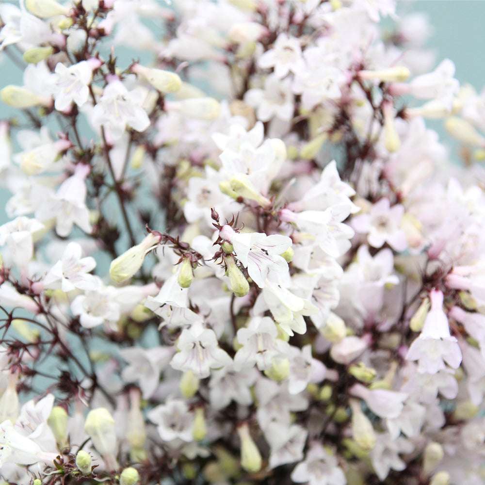 Bluehende Pflanze Bartfaden 'Husker Red' Penstemon digitalis aus der Gartenzauber-Saatgutserie