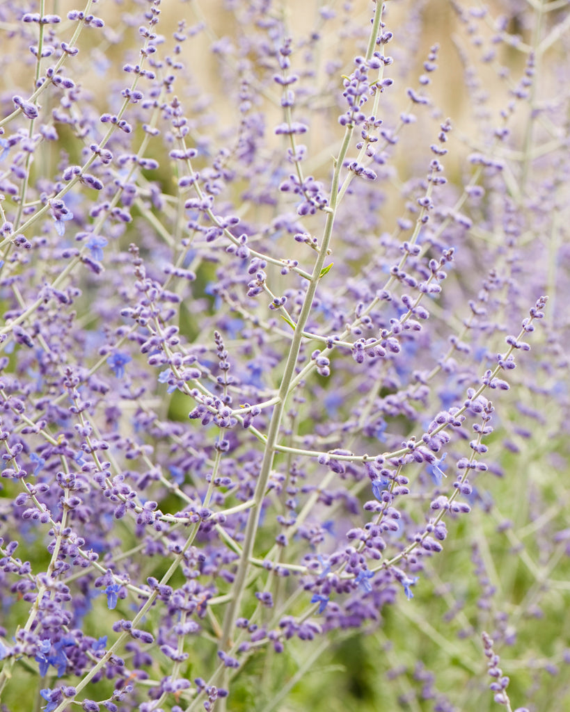 Blauraute (Perovskia atriplicifolia) blühend im Gartenbeet mit ihren langgestreckten, violett-blauen Blütenrispen.