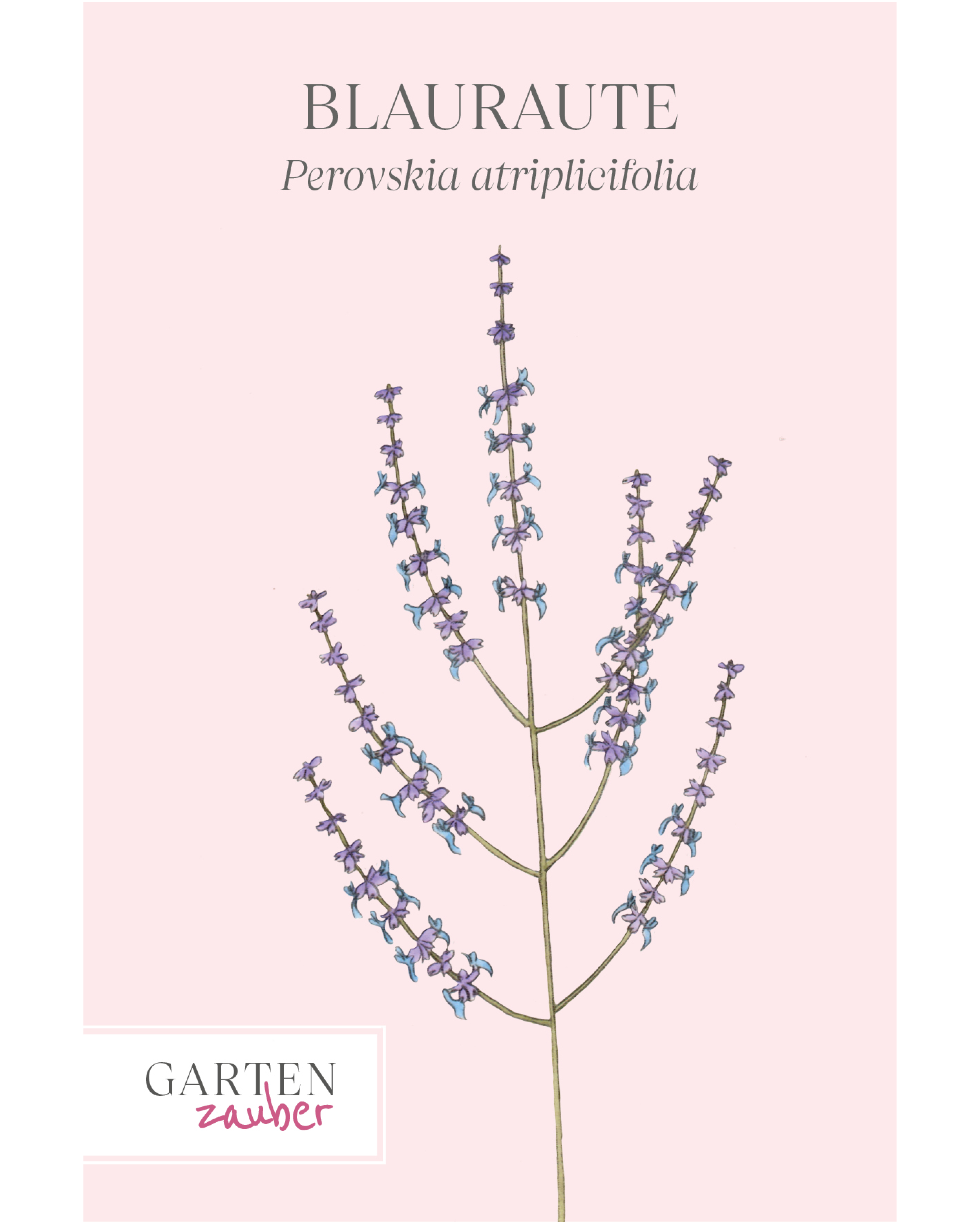Vorderseite der Saatguttüte Blauraute – Perovskia atriplicifolia mit handgezeichneter Illustration der zarten, violett-blauen Blütenrispen aus der Gartenzauber-Saatgutserie.