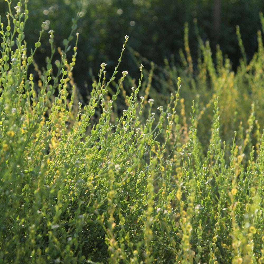 ansicht-der-bluehenden-pflanze-persische-kresse-lepidium-sativum-aus-der-gartenzauber-saatgutserie