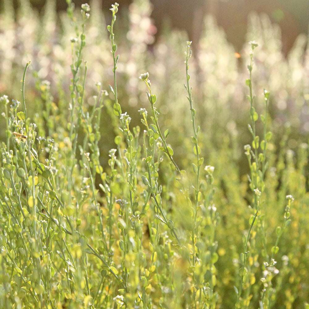 ansicht-der-bluehenden-pflanze-persische-kresse-lepidium-sativum-aus-der-gartenzauber-saatgutserie