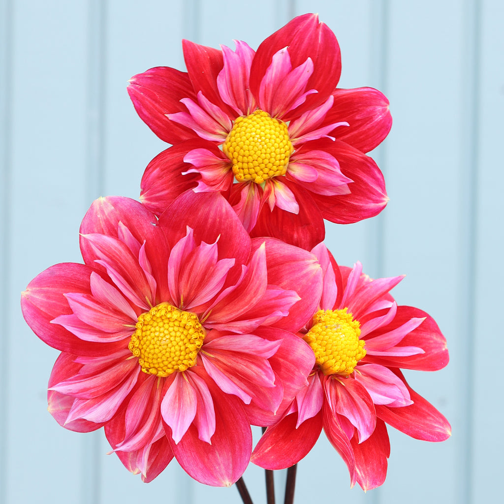 Dahlia Pipsqueak