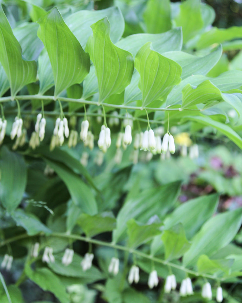 Mehrere Triebe mit glockenförmige Blüten des Salomonssiegels (Polygonatum multiflorum) bogenförmig überhängend im Gartenbeet.