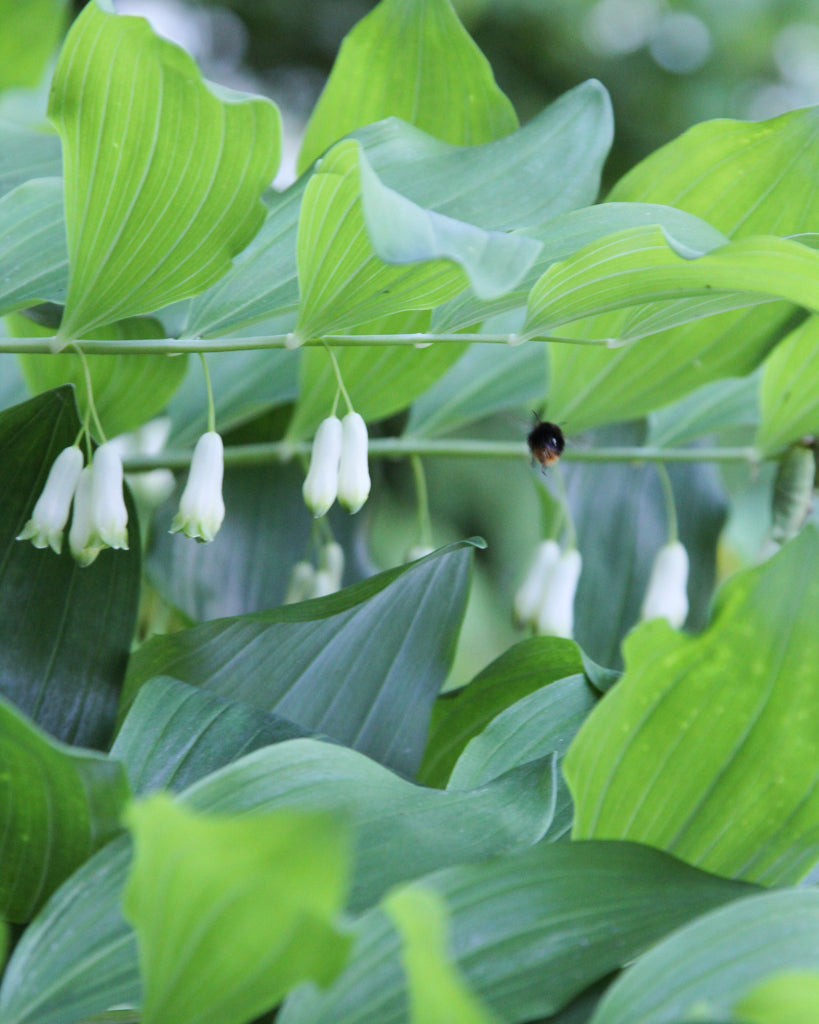 Nahaufnahme eines Triebes mit glockenförmigen Blüten des Salomonssiegels (Polygonatum multiflorum) in Weiß-Grün