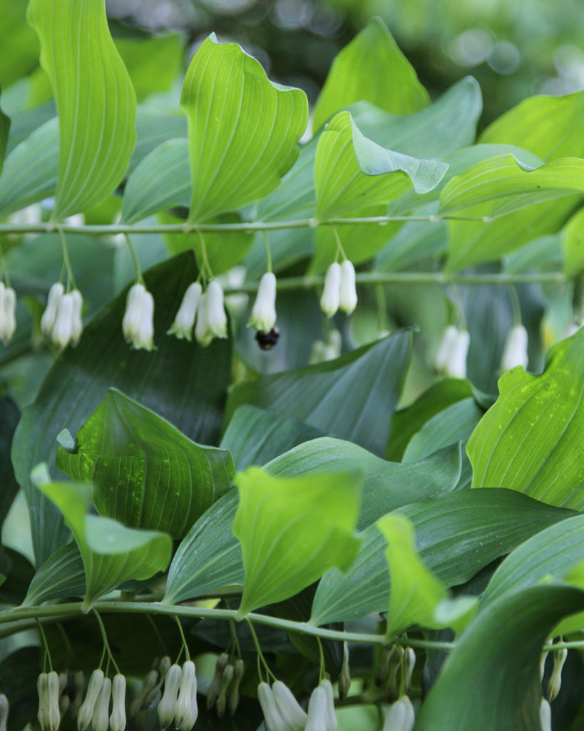 Mehrere Triebe mit glockenförmige Blüten des Salomonssiegels (Polygonatum multiflorum) bogenförmig überhängend im Gartenbeet.