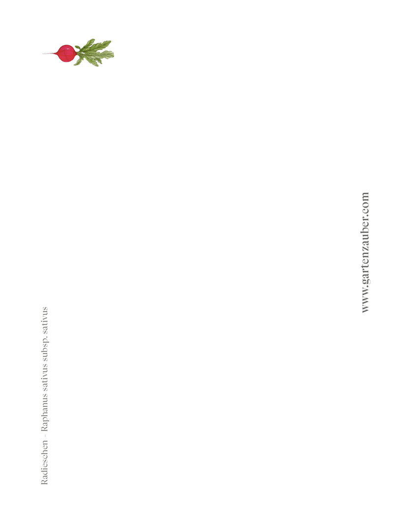 Handgezeichnete Postkarte Radieschen aus der Gartenzauber Papeterie – Illustration von rotem Rund- und länglichem Radieschen mit grünen Blättern.