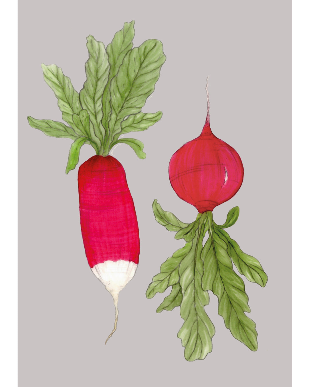 Postkarte mit handgezeichneten Radieschen aus der Gartenzauber Papeterie – detailreich illustriert mit Blattgrün auf hellem Hintergrund.