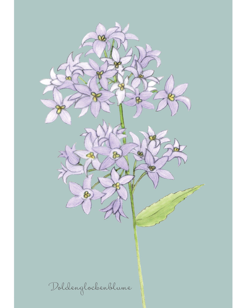 Handgezeichnete Postkarte mit Motiv der Doldenglockenblume aus der Gartenzauber Papeterie – zarte, detailreiche Illustration.
