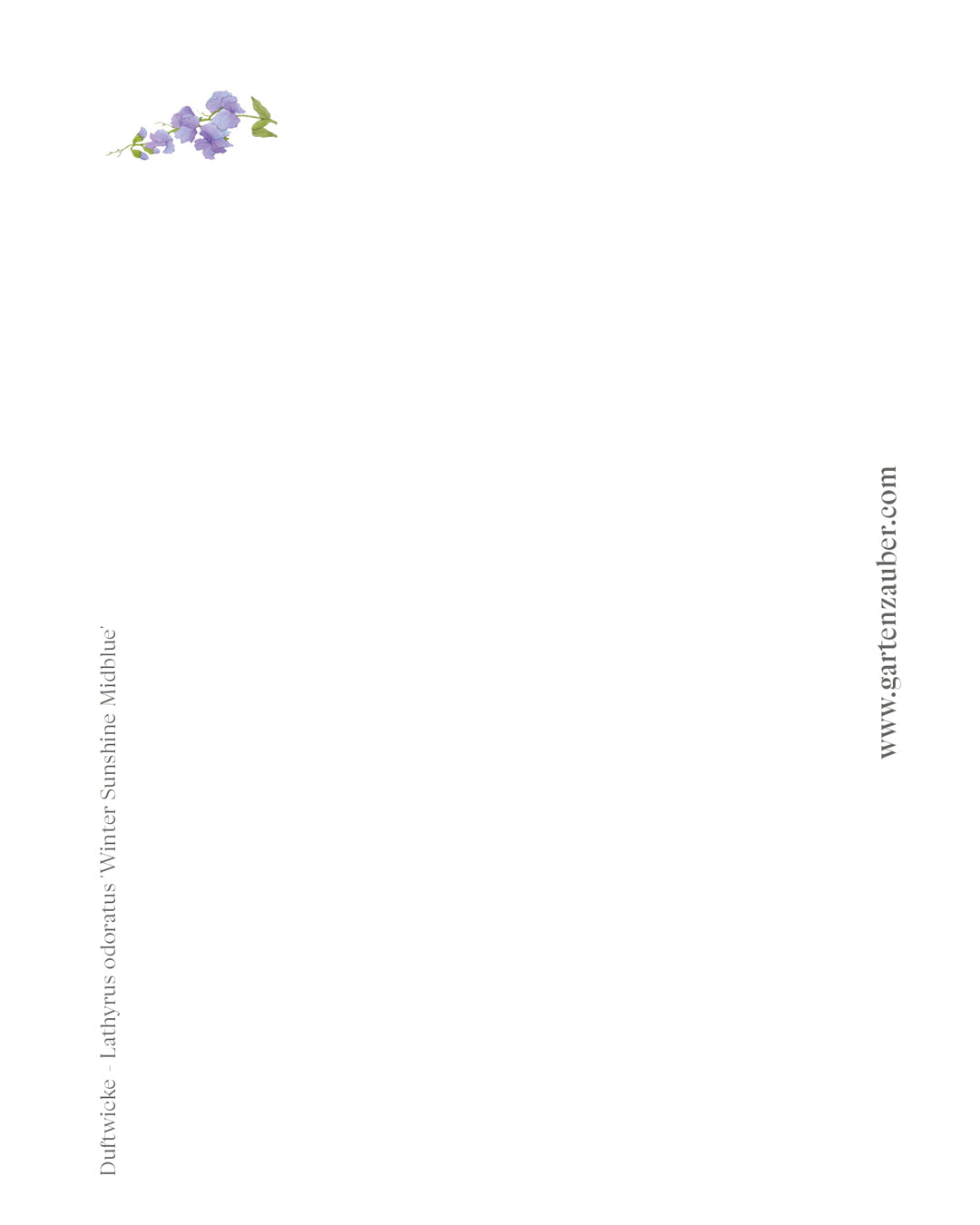 Handgezeichnete Postkarte „Duftwicke blau“ aus der Gartenzauber Papeterie – zarte Blütenillustration für besondere Grüße.