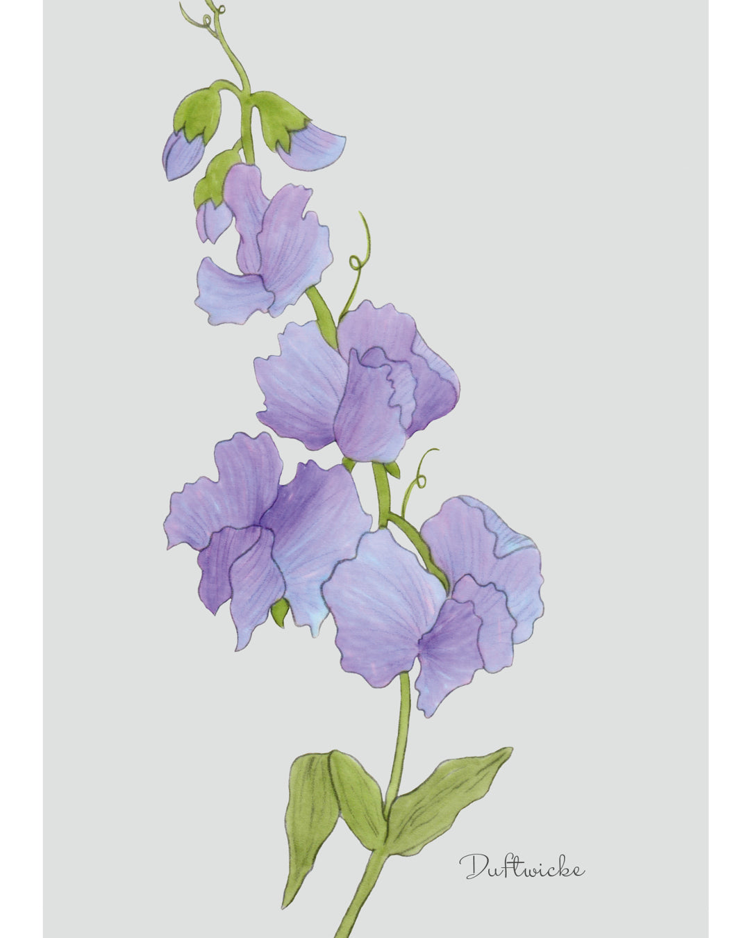 Postkarte mit handgezeichnetem Motiv der blauen Duftwicke aus der Gartenzauber Papeterie – filigran und detailverliebt gestaltet.