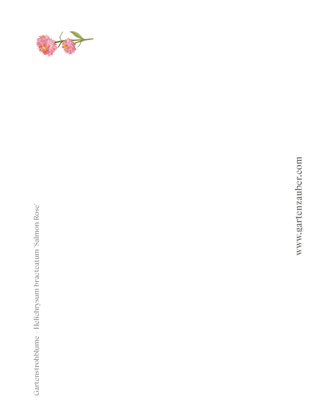 Handgezeichnete Postkarte „Gartenstrohblume“ aus der Gartenzauber Papeterie – farbenfrohe Illustration für besondere Grüße.