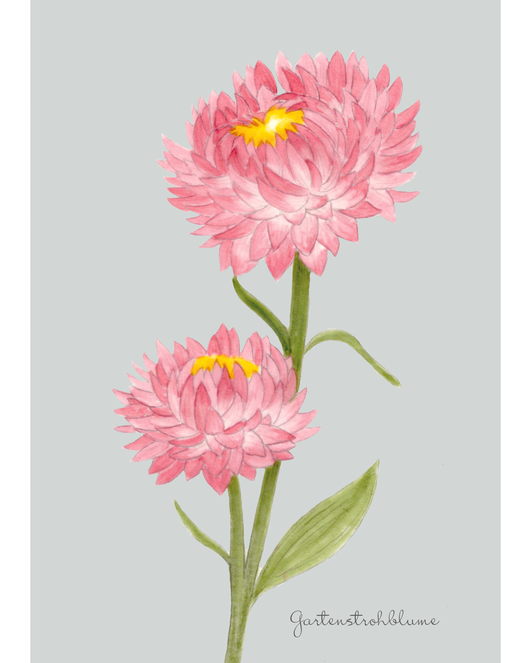 Handgezeichnete Postkarte „Gartenstrohblume“ aus der Gartenzauber Papeterie – farbenfrohe Illustration für besondere Grüße.