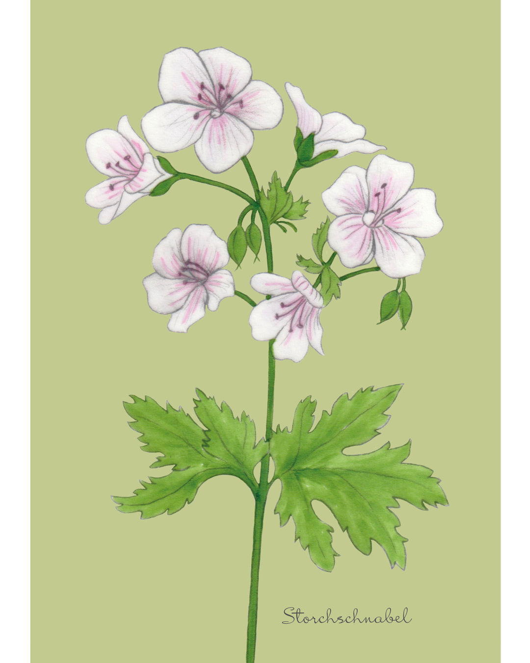 Postkarte mit handgezeichneter Illustration des gestreiften Blutstorchschnabels aus der Gartenzauber Papeterie – feine Blüten in Weiß und Rosé.