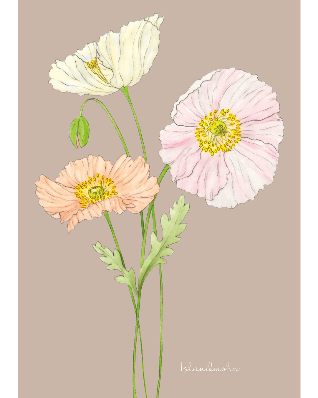 Postkarte mit handgezeichnetem Islandmohn-Motiv aus der Gartenzauber Papeterie – detailverliebt und liebevoll gestaltet.