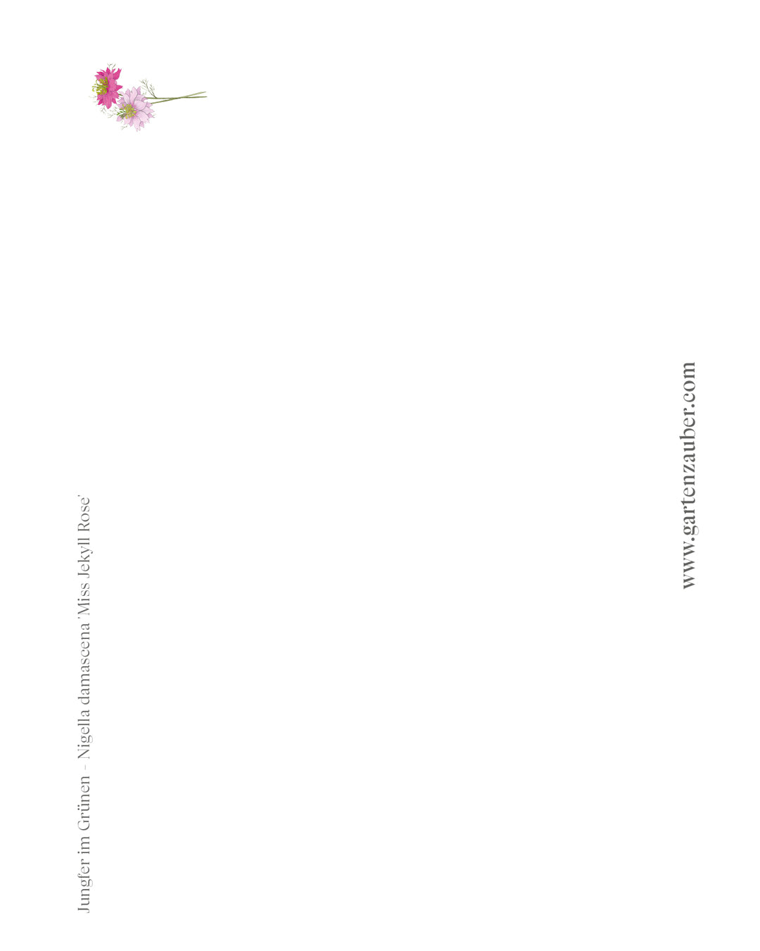 Handgezeichnete Postkarte „Jungfer im Grünen – Miss Jekyll Rose“ aus der Gartenzauber Papeterie – feine Blütenillustration für besondere Grüße. 