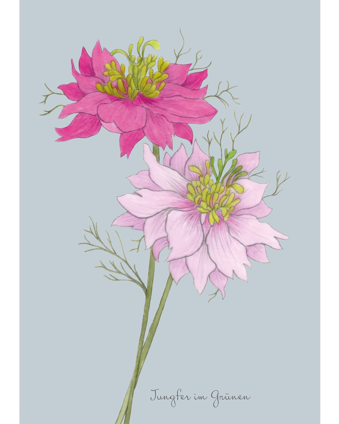 Postkarte mit handgezeichnetem Motiv „Jungfer im Grünen – Miss Jekyll Rose“ aus der Gartenzauber Papeterie – zarte Illustration in Rosatönen. 