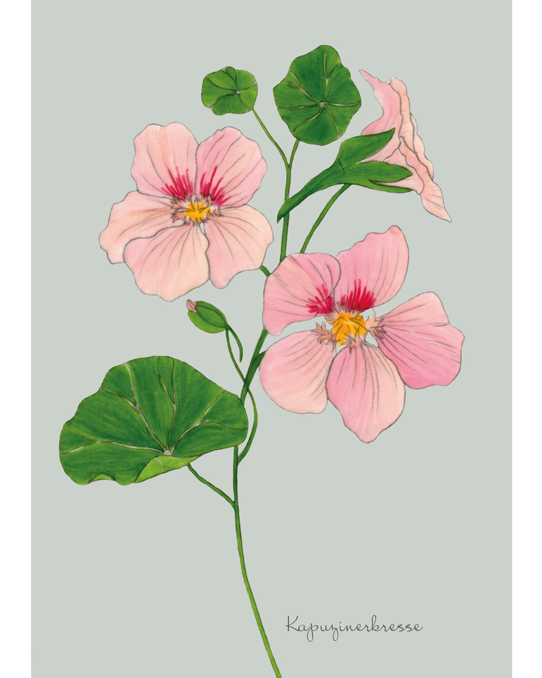 Postkarte mit handgezeichneter Kapuzinerkresse aus der Gartenzauber Papeterie – zarte Lachsrosa-Blüten mit gelbem Zentrum.