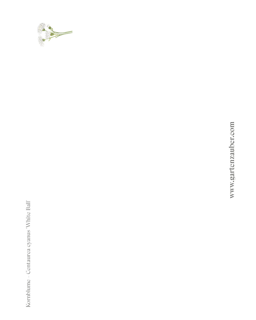 Handgezeichnete Postkarte Kornblume aus der Gartenzauber Papeterie – elegante Blütenillustration in Weiß.