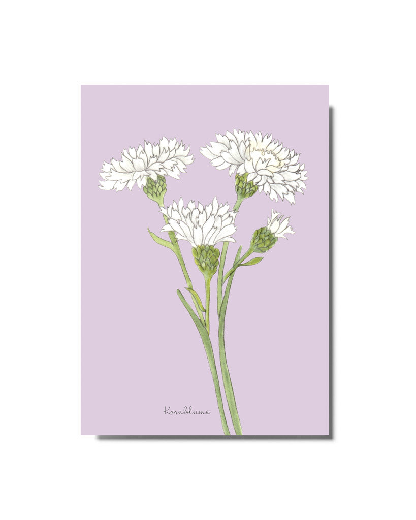 Postkarte mit handgezeichneter weißer Kornblume aus der Gartenzauber Papeterie – detailreich und klar illustriert
