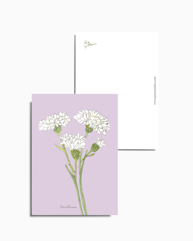 Postkarte mit handgezeichneter weißer Kornblume aus der Gartenzauber Papeterie – detailreich und klar illustriert