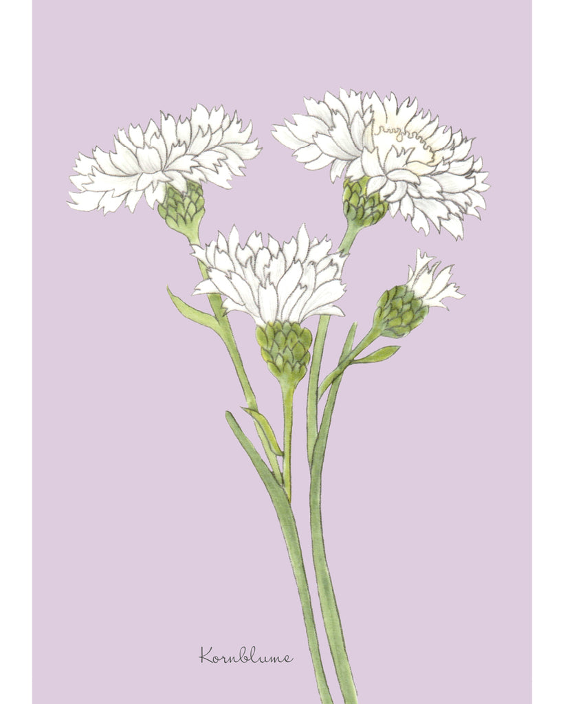 Postkarte mit handgezeichneter weißer Kornblume aus der Gartenzauber Papeterie – detailreich und klar illustriert