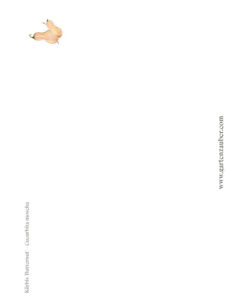 Handgezeichnete Postkarte Kürbis Butternut aus der Gartenzauber Papeterie – kunstvolle Illustration des beliebten Speisekürbisses.